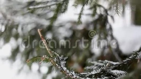 雪中的绿树视频