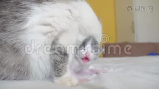 幸福的家庭猫妈妈和新生的小猫孩子们。 猫喂养小猫的生活方式。 猫舔小猫。 国内视频