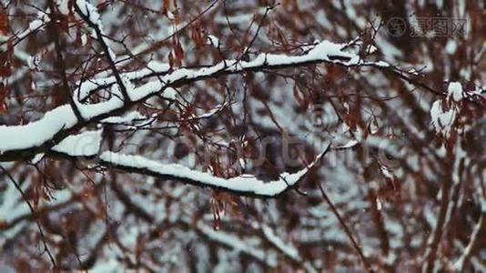 下雪的冬季森林视频