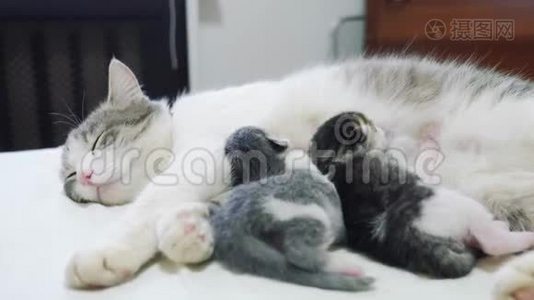 猫幸福的家庭妈妈和新生的小猫孩子们。 猫喂小猫。 猫舔小猫的生活方式。 动物视频