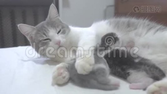 猫幸福的家庭妈妈和新生的小猫生活方式的孩子。 猫喂小猫。 猫舔小猫。 国内国内视频