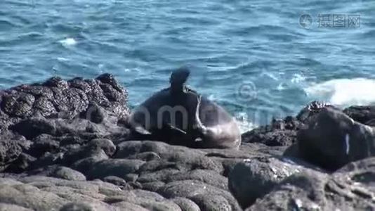海豹狮子在加拉帕戈斯海滩放松。视频