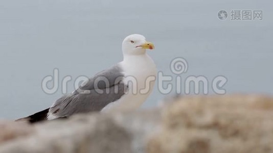 圣巴巴拉城堡里的海鸥视频