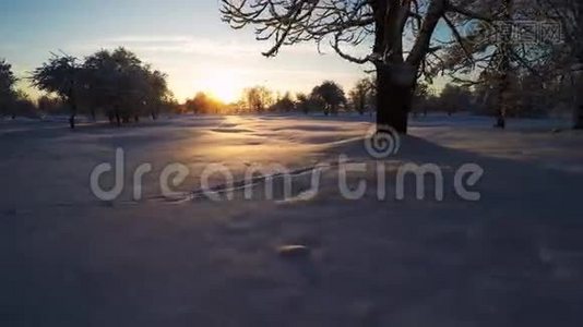 美丽的雪景。 冬天的树。 日落。 空中镜头。 四处飞行。视频