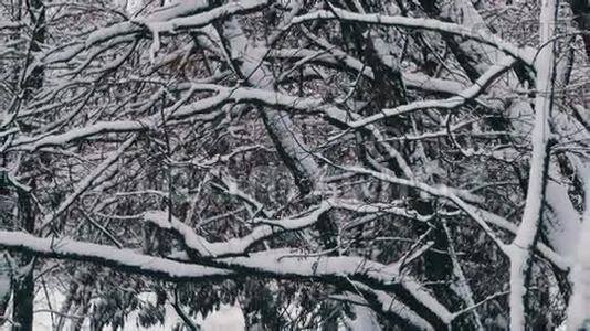 下雪的冬季森林视频