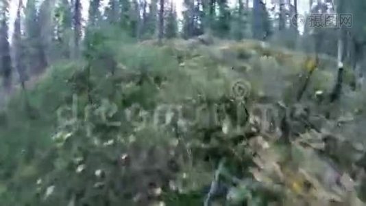森林里的绿叶视频