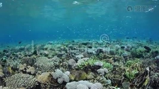 珊瑚三角区美丽的珊瑚礁视频