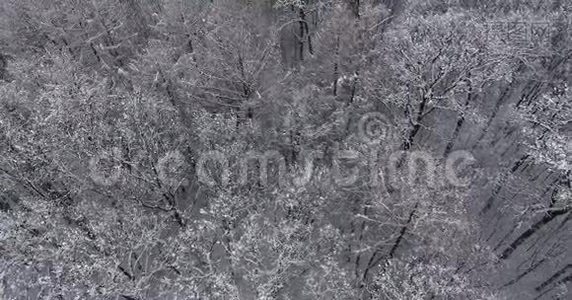 雪中的冬季森林视频