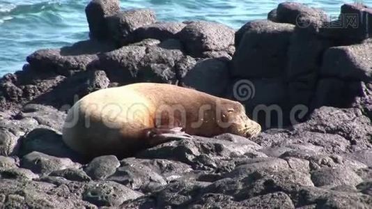 海豹狮子在加拉帕戈斯海滩放松。视频