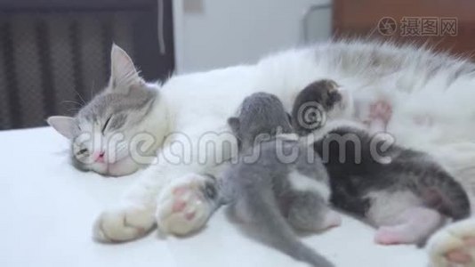 猫幸福的家庭妈妈和新生的小猫孩子们。 猫喂养小猫的生活方式。 猫舔小猫。 国内国内视频