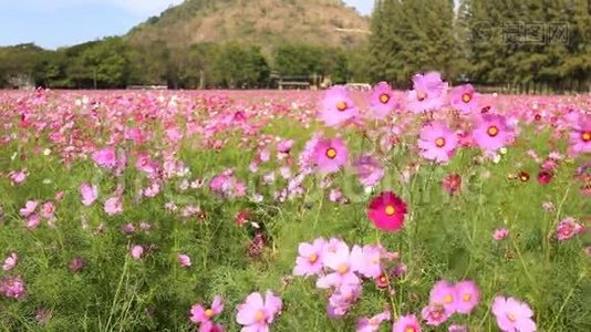 宇宙花田视频