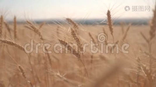 小麦麦田日落景观慢动作视频.. 农民智慧农业生态理念。 麦田。 耳朵视频