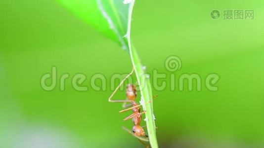 蚂蚁走在芒果叶子上视频