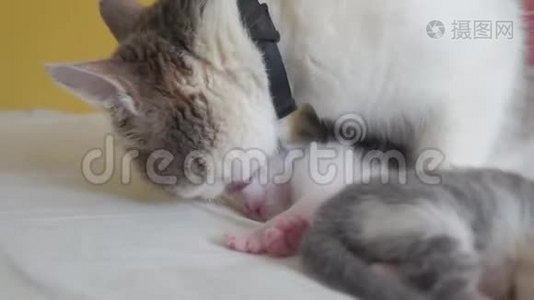 幸福的家庭猫妈妈和新生的生活方式小猫的孩子。 猫舔小猫。 家畜概念视频