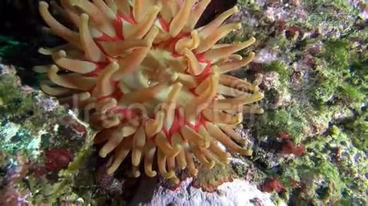巴伦支海海底的蛇床子。视频