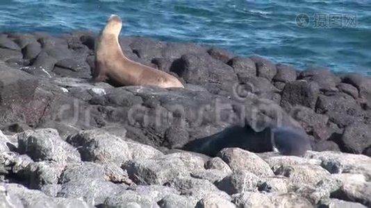 海豹狮子在加拉帕戈斯海滩放松。视频