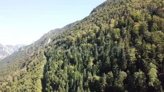 法国奥德的比利牛斯山带冷杉森林的鸟瞰图视频