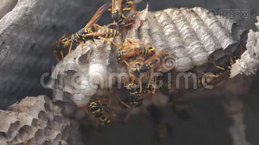 黄蜂虫屋脊下害虫.. 黄蜂窝。 野生黄蜂慢动作视频咬。 生活方式过敏视频