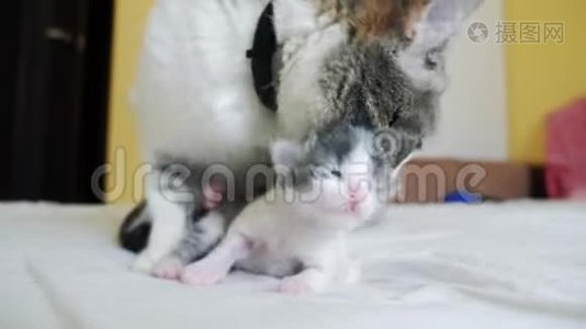 幸福的家庭猫妈妈和新生的小猫孩子们。 猫喂小猫。 猫的生活方式舔小猫。 国内国内视频