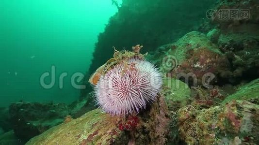 巴伦支海海底放线菌的海葵。视频