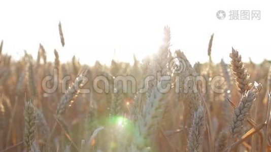 日落时麦田里的小麦视频