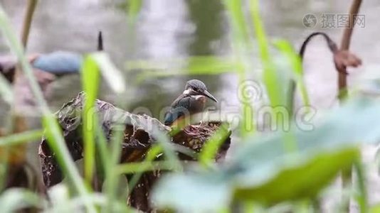 泰国的这种雄鸟常鸣翠鸟视频