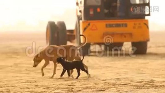 小狗在沙漠玩耍视频