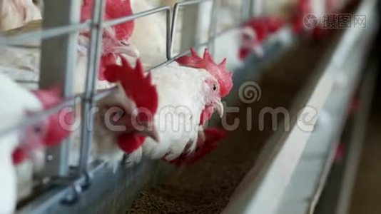 家禽养殖场，饲养鸡和蛋，鸡啄饲料，特写，工厂母鸡，工业视频