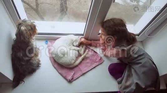女孩和宠物猫和狗一只宠物看着窗外，猫睡觉视频