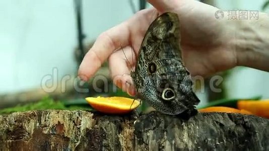 一个女人手中的蝴蝶视频
