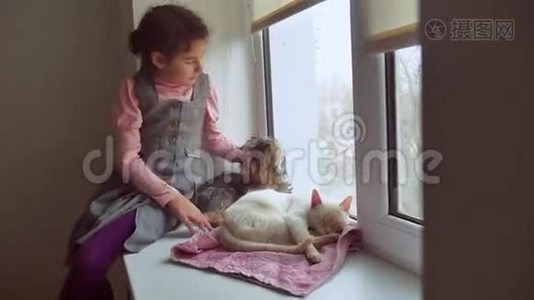 少女和宠物猫狗宠物看着窗外，猫睡觉视频