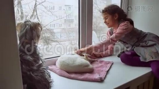 女孩和宠物猫和狗一只看着的宠物走出窗户，猫睡觉视频