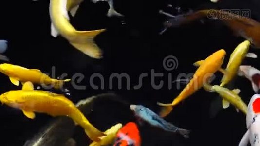 在清澈的淡水中浸泡特殊美丽的颜色锦鲤鱼视频
