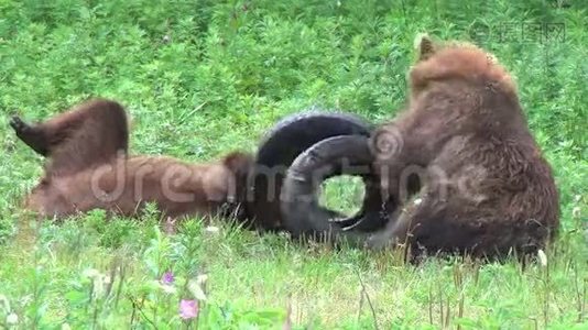 小熊打架视频