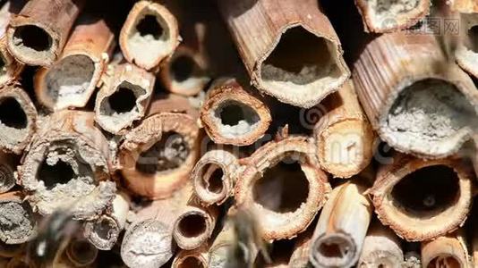 在春天，野蜂奥斯米娅·比科尼斯在一家昆虫旅馆的庇护箱前飞翔。 由木树干、竹子制成。视频