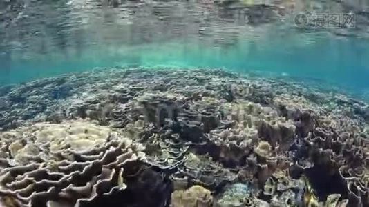 科莫多国家公园脆弱美丽的珊瑚视频