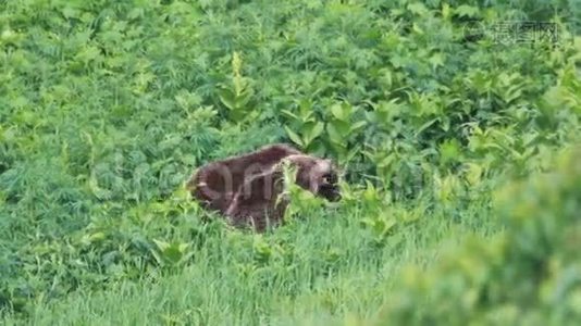 小熊打架视频