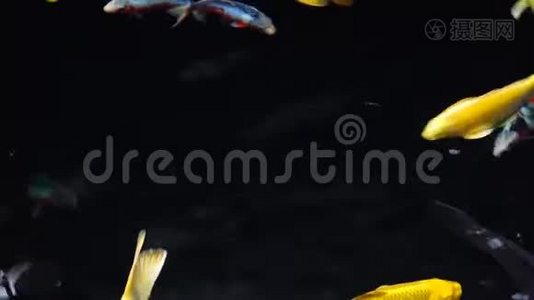 在清澈的淡水中浸泡特殊美丽的颜色锦鲤鱼视频