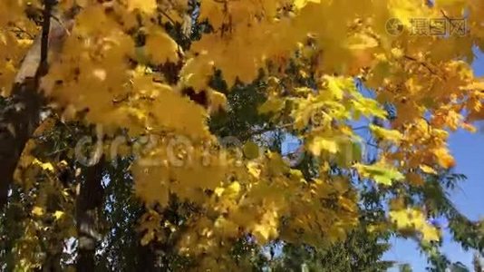 四季-秋天视频