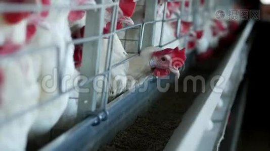 家禽饲养场，饲养鸡和蛋，鸡啄饲料，特写，农场母鸡视频