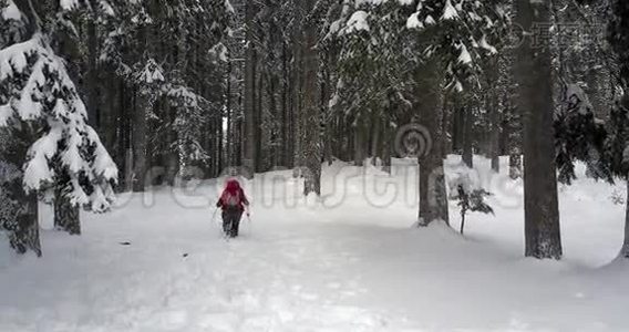 雪林中的冬季徒步旅行者视频