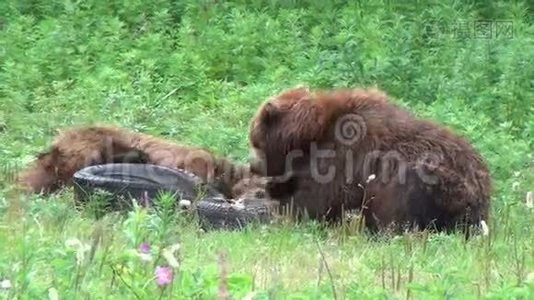 小熊打架视频