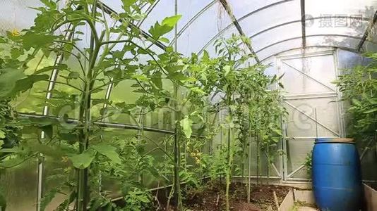 聚碳酸酯温室中的年轻番茄植株视频