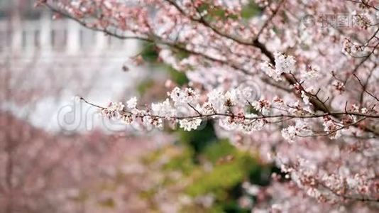 春季系列花卉：樱桃小花簇簇，微风吹拂，近景，4K电影视频