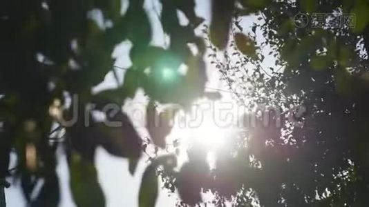 树上的绿叶和阳光视频