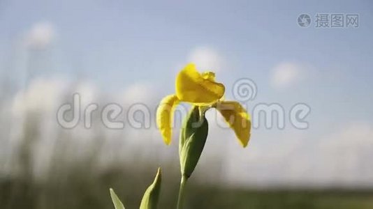 在阳光下绽放的花朵.视频