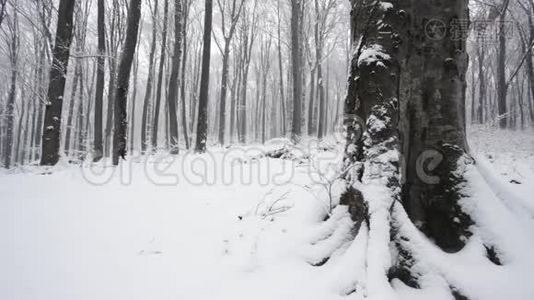 降雪中的树木视频