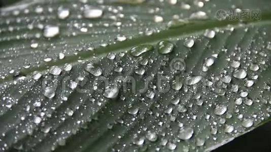 大雨落在花园的绿叶上，概念热带地区视频