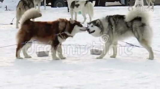 犬种西伯利亚哈士奇，哈士奇，马拉穆特.视频