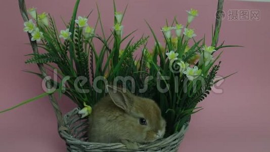 可爱的兔子坐在篮子里视频